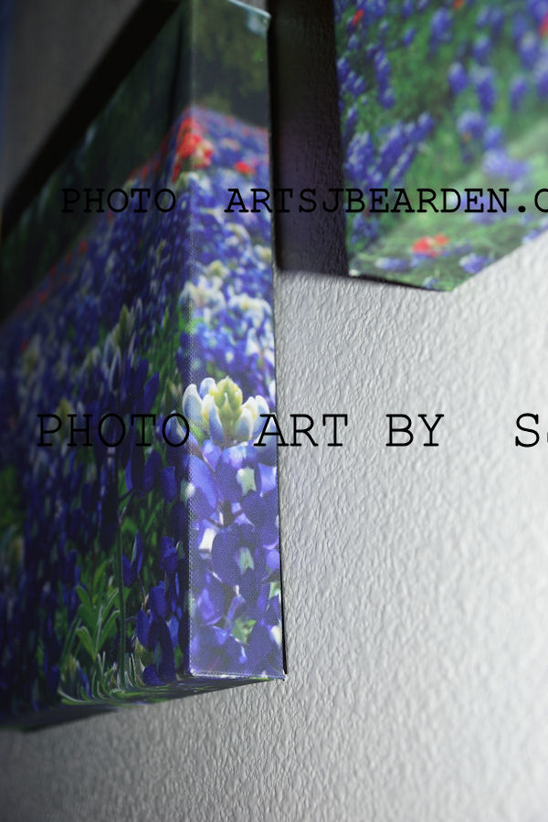 left side photo art bluebonnets