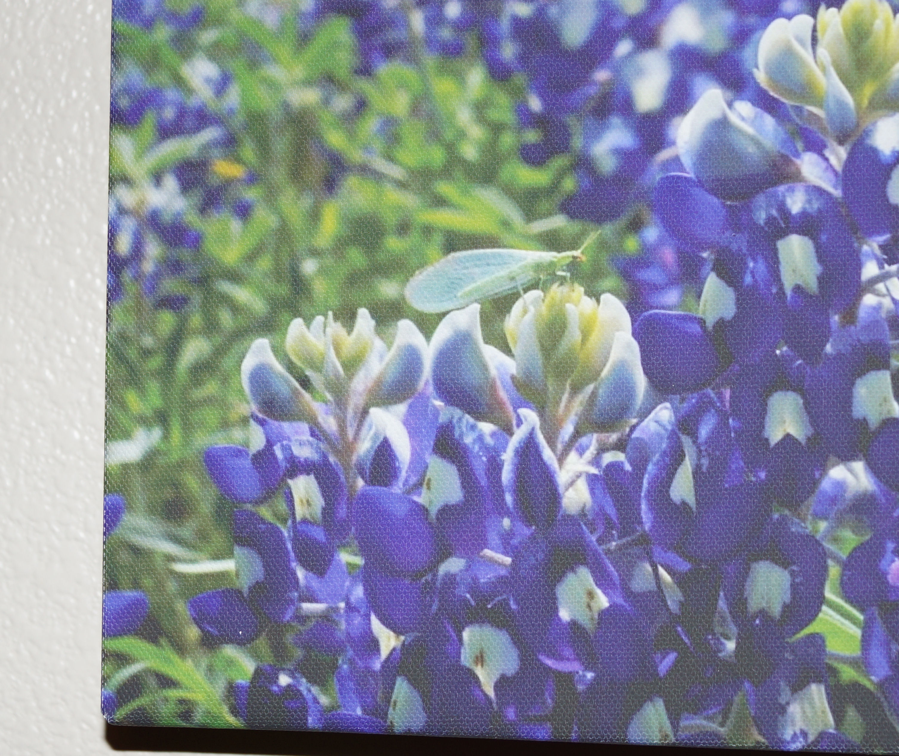 canvas bluebonnet the visitor