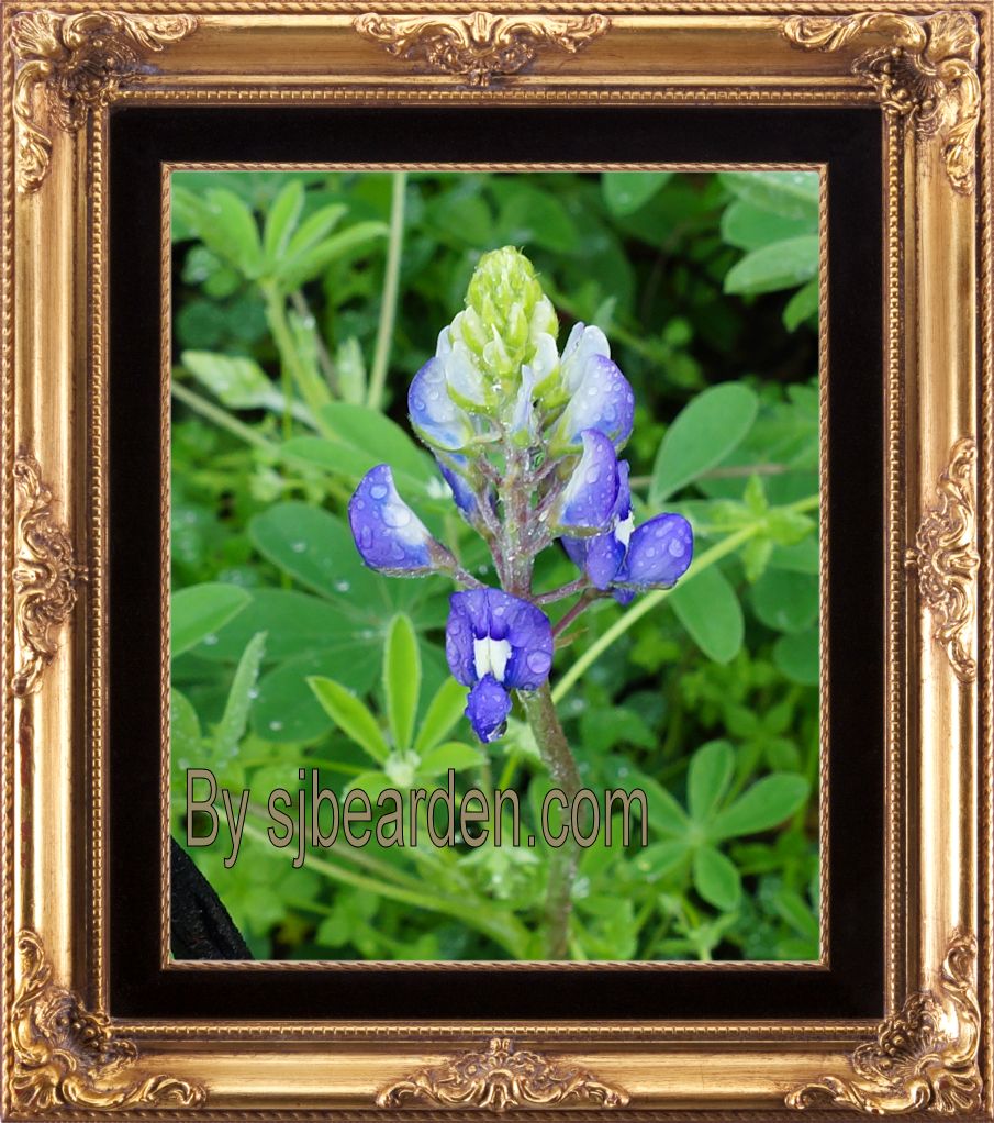 CLOSEUP BLUEBONNET